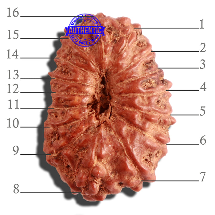 16 Mukhi Rudraksha from Indonesia - Bead No. 230