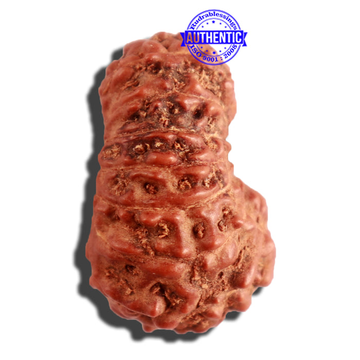 16 Mukhi Rudraksha from Indonesia - Bead No. 230