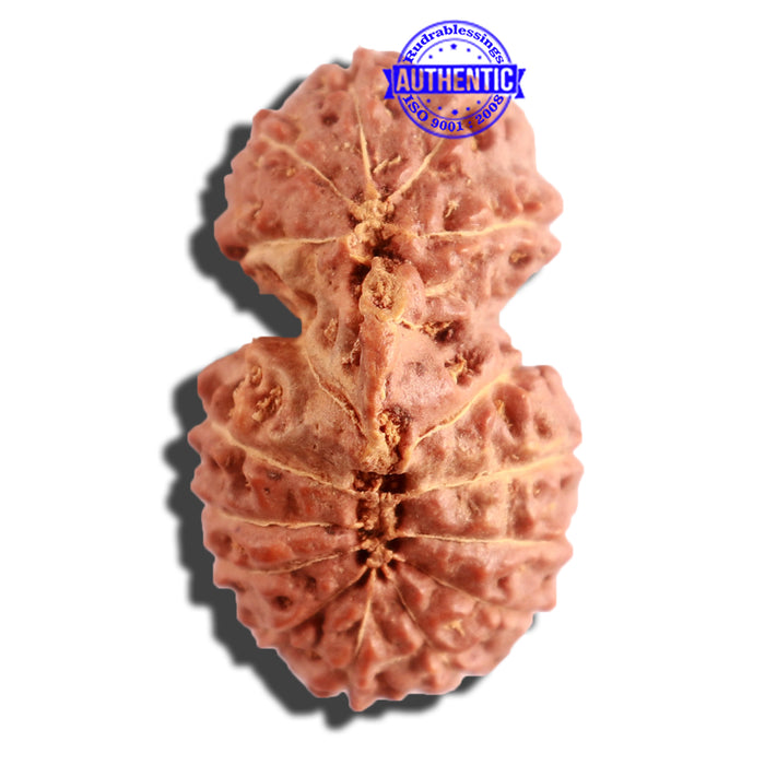 16 Mukhi Gaurishankar Rudraksha from Indonesia - Bead No. 232