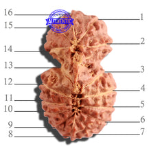 Load image into Gallery viewer, 16 Mukhi Gaurishankar Rudraksha from Indonesia - Bead No. 232
