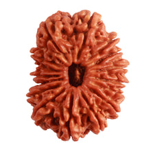 Load image into Gallery viewer, 16 Mukhi Rudraksha from Nepal - Bead No. 91
