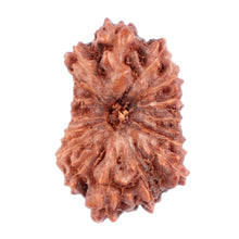 Load image into Gallery viewer, 16 Mukhi Rudraksha from Indonesia - Bead No. 148
