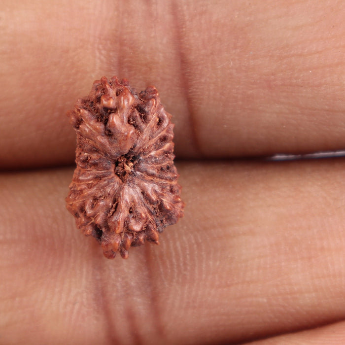 16 Mukhi Rudraksha from Indonesia - Bead No. 148