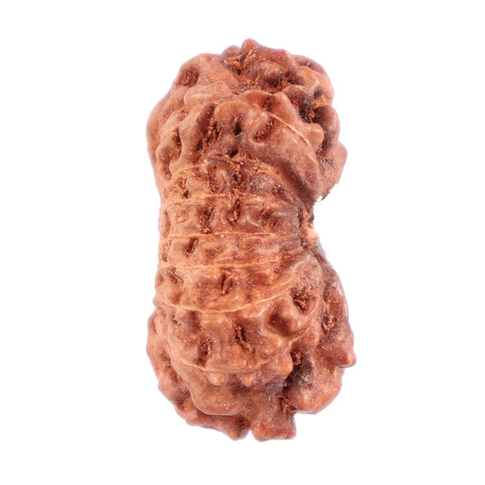 16 Mukhi Rudraksha from Indonesia - Bead No. 148