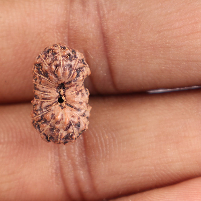 16 Mukhi Rudraksha from Indonesia - Bead No. 149