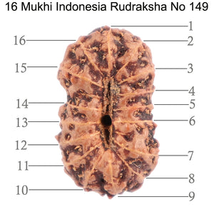 16 Mukhi Rudraksha from Indonesia - Bead No. 149