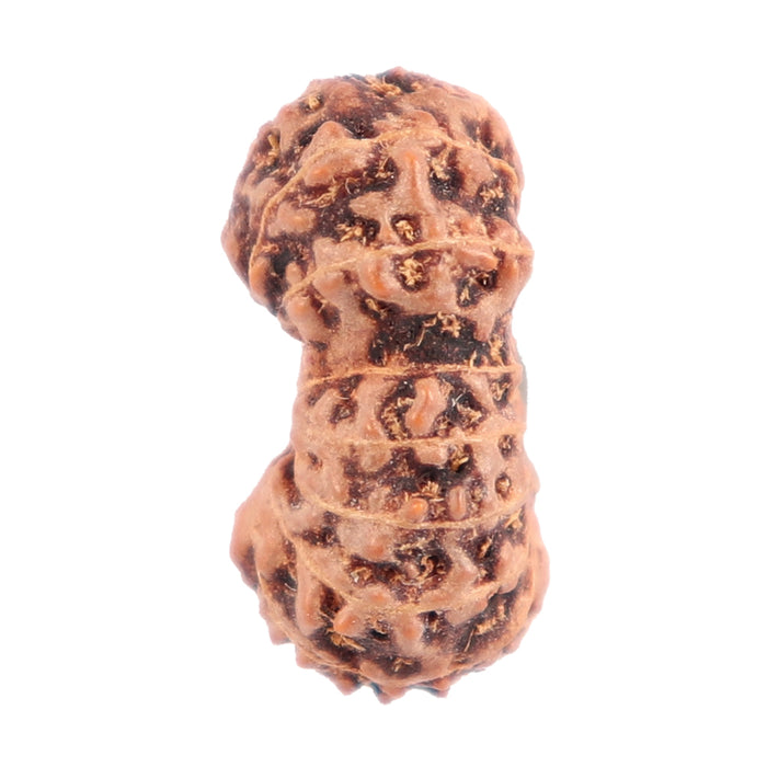 16 Mukhi Rudraksha from Indonesia - Bead No. 149