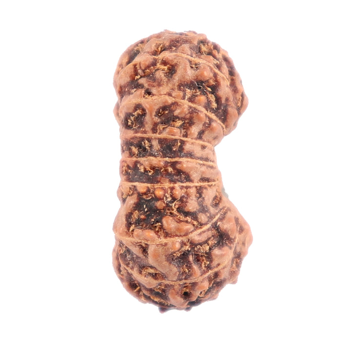 16 Mukhi Rudraksha from Indonesia - Bead No. 149