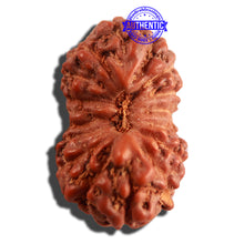 Load image into Gallery viewer, 16 Mukhi Rudraksha from Indonesia - Bead No. 217
