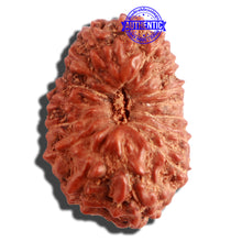Load image into Gallery viewer, 16 Mukhi Rudraksha from Indonesia - Bead No. 230
