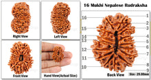 Load image into Gallery viewer, 16 Mukhi Rudraksha from Nepal - Bead No. 26
