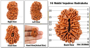 16 Mukhi Rudraksha from Nepal - Bead No. 26