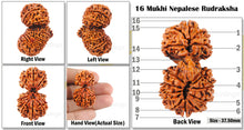 Load image into Gallery viewer, 16 Mukhi Gaurishanker Rudraksha from Nepal - Bead No. 15

