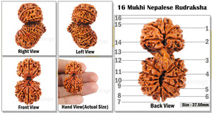 16 Mukhi Gaurishanker Rudraksha from Nepal - Bead No. 15