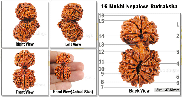 16 Mukhi Gaurishanker Rudraksha from Nepal - Bead No. 15