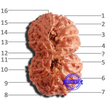 Load image into Gallery viewer, 16 Mukhi Gaurishankar Rudraksha from Indonesia - Bead No. 231

