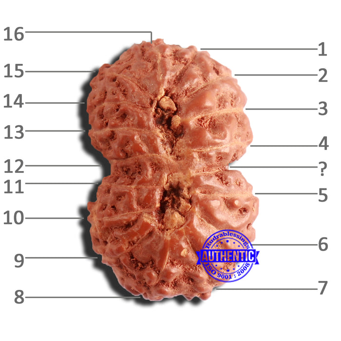 16 Mukhi Gaurishankar Rudraksha from Indonesia - Bead No. 231