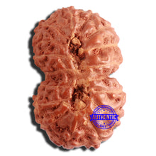 Load image into Gallery viewer, 16 Mukhi Gaurishankar Rudraksha from Indonesia - Bead No. 231

