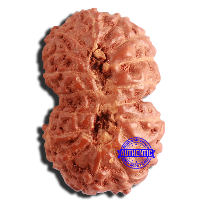 16 Mukhi Gaurishankar Rudraksha from Indonesia - Bead No. 231