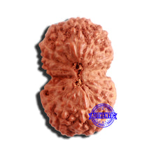Load image into Gallery viewer, 16 Mukhi Gaurishankar Rudraksha from Indonesia - Bead No. 231
