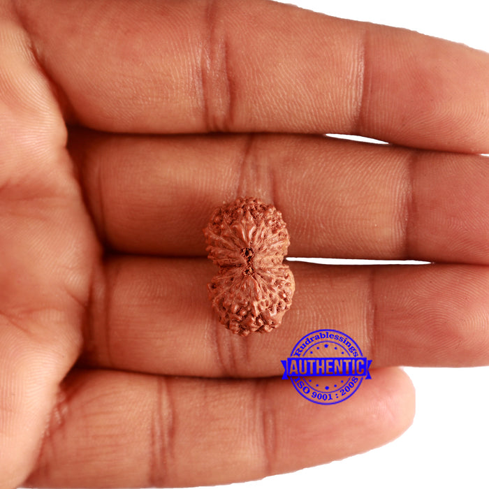 16 Mukhi Gaurishankar Rudraksha from Indonesia - Bead No. 231