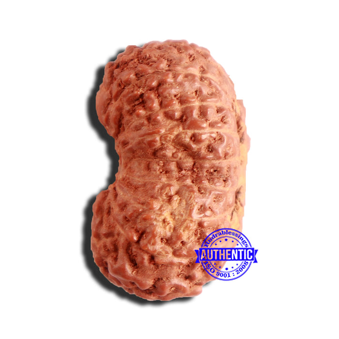 16 Mukhi Gaurishankar Rudraksha from Indonesia - Bead No. 231