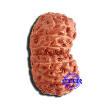 Load image into Gallery viewer, 16 Mukhi Gaurishankar Rudraksha from Indonesia - Bead No. 231
