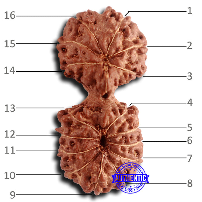 16 Mukhi Gaurishankar Rudraksha from Indonesia - Bead No. 233