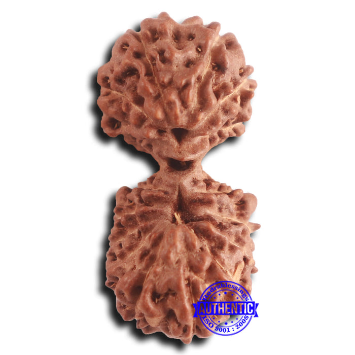 16 Mukhi Gaurishankar Rudraksha from Indonesia - Bead No. 233