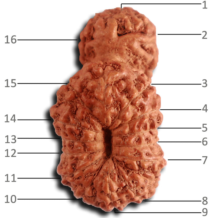 16 Mukhi Gaurishankar Rudraksha from Indonesia - Bead No. 235