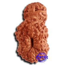 Load image into Gallery viewer, 16 Mukhi Gaurishankar Rudraksha from Indonesia - Bead No. 235
