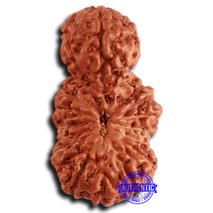 16 Mukhi Gaurishankar Rudraksha from Indonesia - Bead No. 235