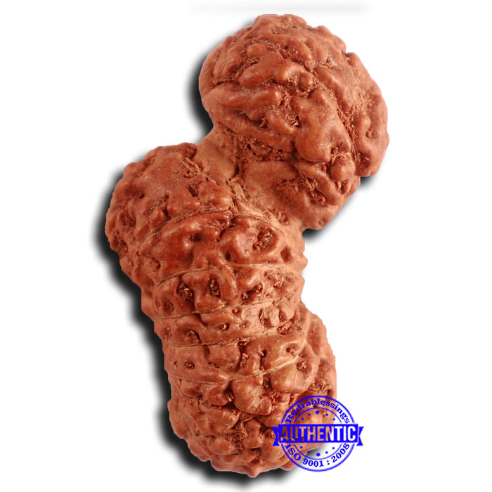 16 Mukhi Gaurishankar Rudraksha from Indonesia - Bead No. 235
