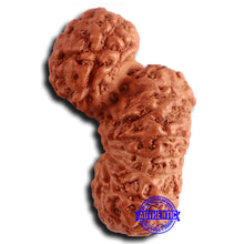Load image into Gallery viewer, 16 Mukhi Gaurishankar Rudraksha from Indonesia - Bead No. 235
