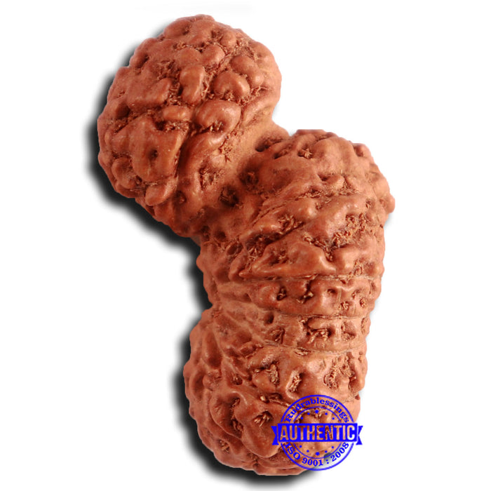 16 Mukhi Gaurishankar Rudraksha from Indonesia - Bead No. 235