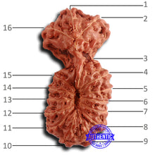 Load image into Gallery viewer, 16 Mukhi Gaurishankar Rudraksha from Indonesia - Bead No. 237
