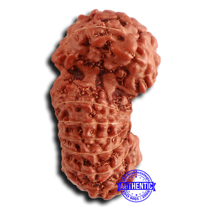 16 Mukhi Gaurishankar Rudraksha from Indonesia - Bead No. 237