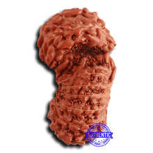 Load image into Gallery viewer, 16 Mukhi Gaurishankar Rudraksha from Indonesia - Bead No. 237

