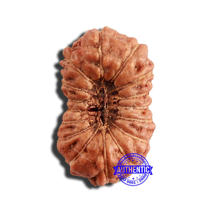 16 Mukhi Rudraksha from Indonesia - Bead No 239