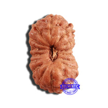 Load image into Gallery viewer, 16 Mukhi Rudraksha from Indonesia - Bead No 239
