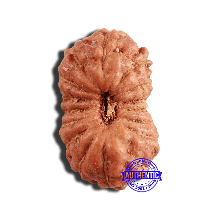 16 Mukhi Rudraksha from Indonesia - Bead No 239