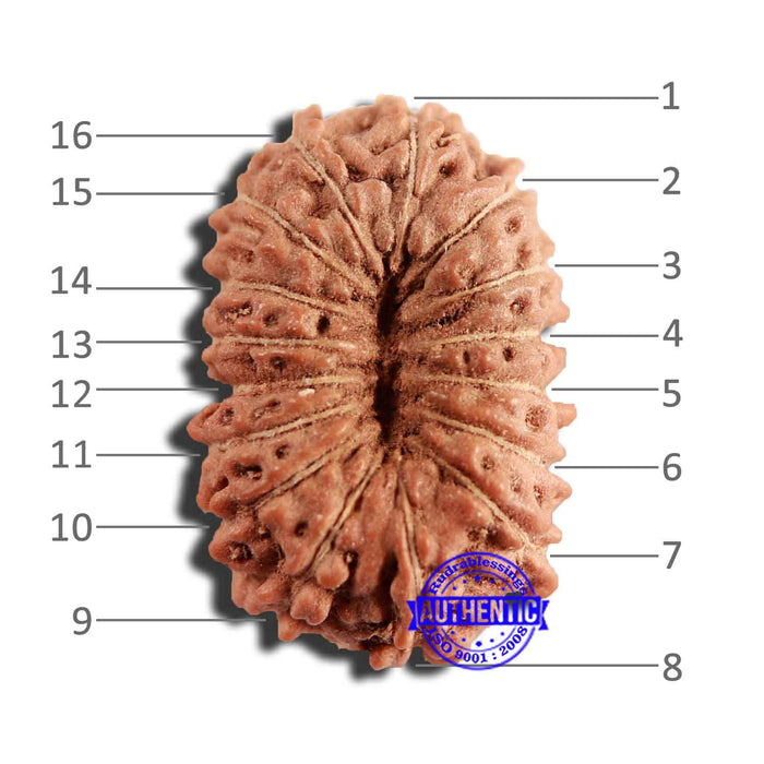 16 Mukhi Rudraksha from Indonesia - Bead No 240