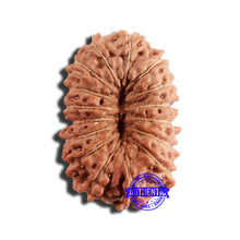 Load image into Gallery viewer, 16 Mukhi Rudraksha from Indonesia - Bead No 240
