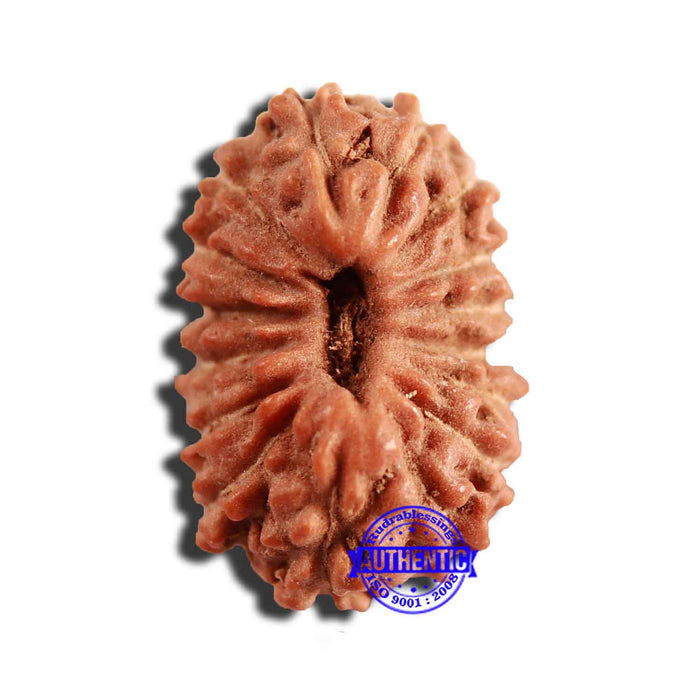 16 Mukhi Rudraksha from Indonesia - Bead No 240