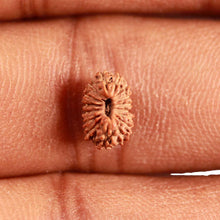 Load image into Gallery viewer, 16 Mukhi Rudraksha from Indonesia - Bead No 240
