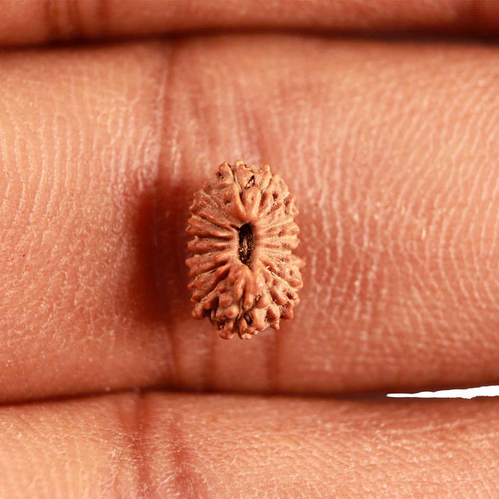 16 Mukhi Rudraksha from Indonesia - Bead No 240