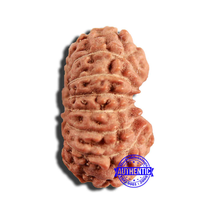 16 Mukhi Rudraksha from Indonesia - Bead No 240