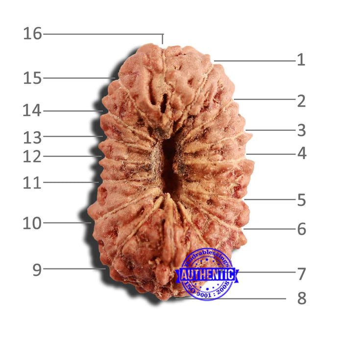 16 Mukhi Rudraksha from Indonesia - Bead No 245