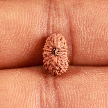Load image into Gallery viewer, 16 Mukhi Rudraksha from Indonesia - Bead No 245
