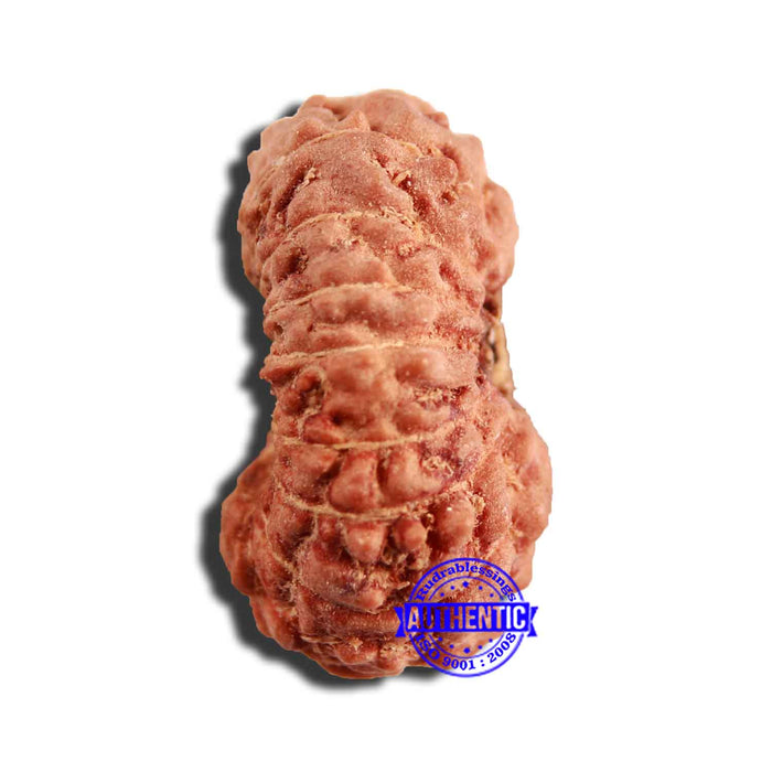 16 Mukhi Rudraksha from Indonesia - Bead No 245